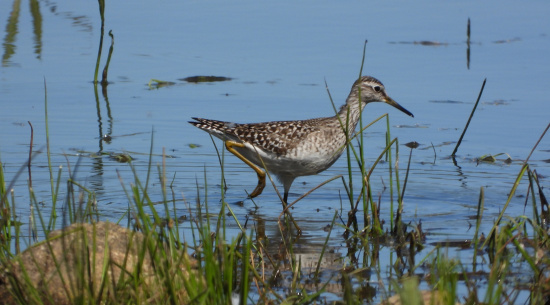 Bruchwasserläufer Foto: J. Kasper am 2. Mai 2026, Teilbecken Reichendorf