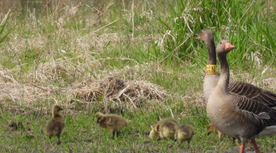 Graugans N25 mit Partner und Jungen am 5. Mai 2026, Teilbecken Reichendorf Foto: J. Kasper